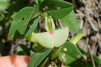 Macrotyloma axillare, photographed by Peter Warren