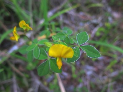 Argyrolobium tomentosum, photographed by Di Turner
