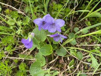 Viola langsdorffii, photographed by Roger Rittmaster