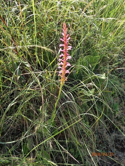 Satyrium macrophyllum, photographed by Peter Warren