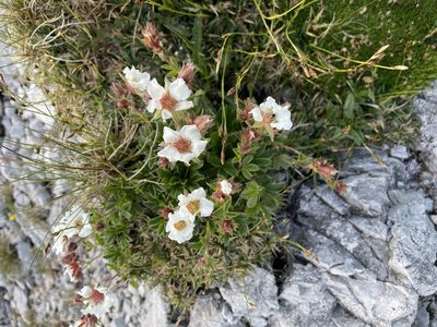 Potentilla clusiana, photographed by antrum