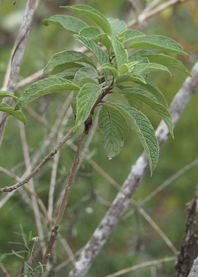 Tournefortia pubescens, photographed by John G. Phillips