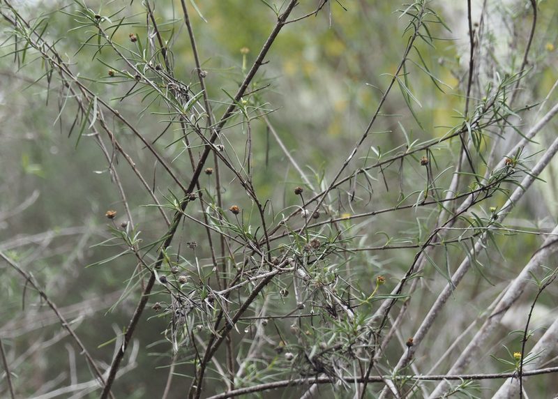 Trigonopterum laricifolium, photographed by John G. Phillips