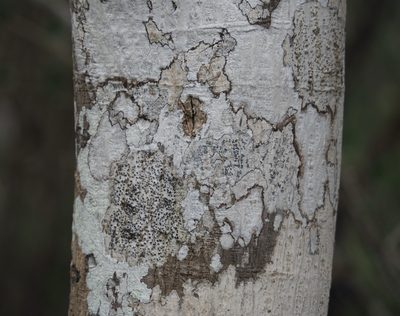 Piscidia carthagenensis, photographed by John G. Phillips