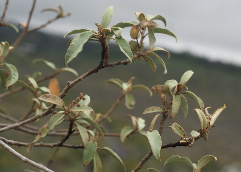 Croton scouleri, photographed by John G. Phillips