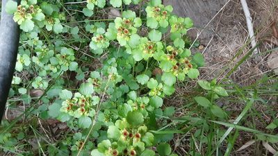 Chrysosplenium tetrandrum, photographed by lauralaska66