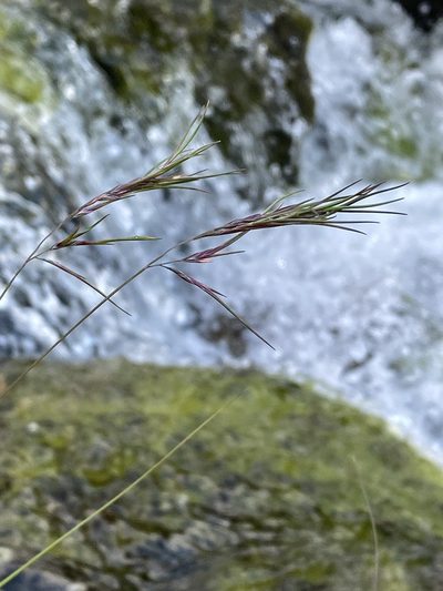 Festuca vivipara, photographed by Terry Instone