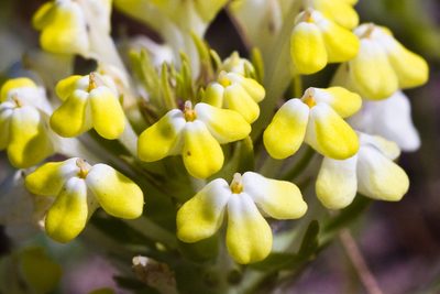 Castilleja campestris, photographed by Ken-ichi Ueda