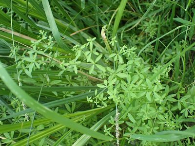 Galium trifidum, photographed by Mary Krieger