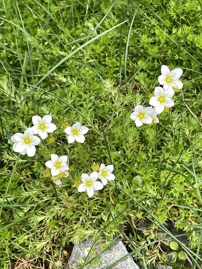 Saxifraga hypnoides, photographed by Terry Instone