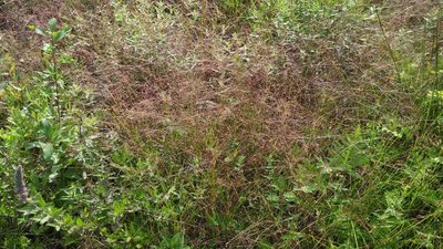 Agrostis scabra, photographed by Loopy30