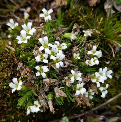 Cherleria biflora, photographed by Trevor Van Loon