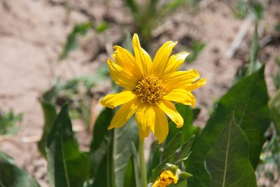 Wyethia amplexicaulis, photographed by Mike Duran