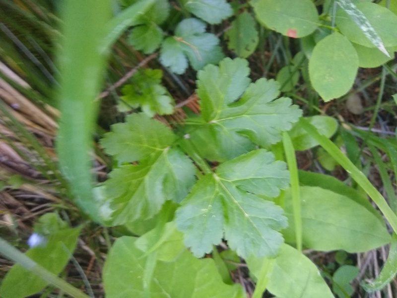Coptis occidentalis, photographed by Sean Haight