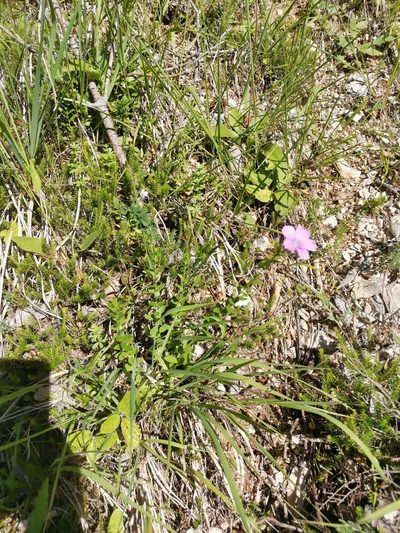 Linum viscosum, photographed by Ljaž