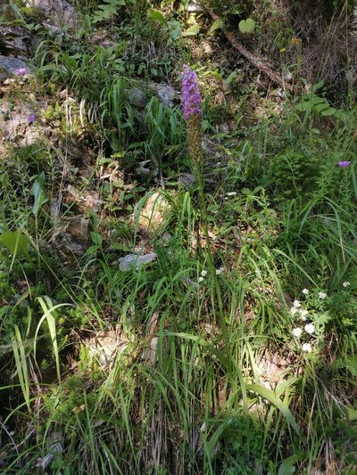 Gymnadenia densiflora, photographed by Ljaž