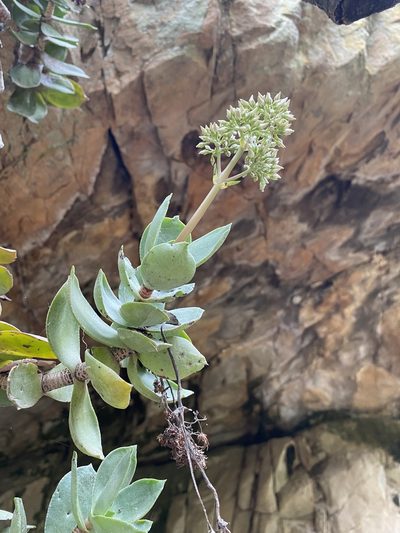 Crassula lactea, photographed by Dave U