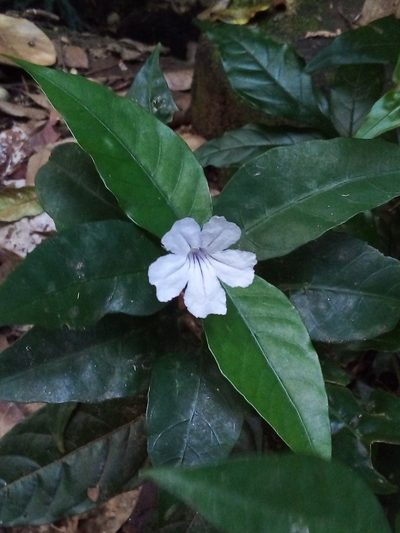 Ruellia solitaria, photographed by Victor Farjalla Pontes