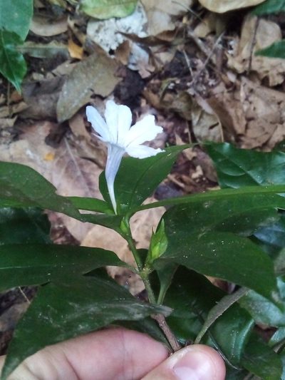 Ruellia solitaria, photographed by Victor Farjalla Pontes