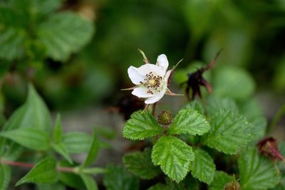 Rubus nepalensis, photographed by Ramnarayan K