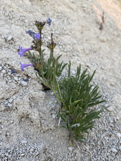 Penstemon aridus, photographed by Matt Berger