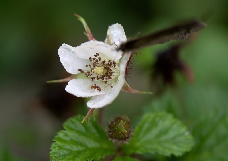 Rubus nepalensis, photographed by Ramnarayan K
