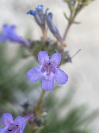 Penstemon aridus, photographed by Matt Berger
