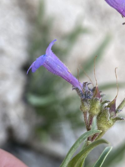 Penstemon aridus, photographed by Matt Berger