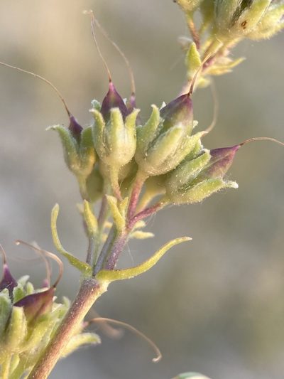 Penstemon aridus, photographed by Matt Berger