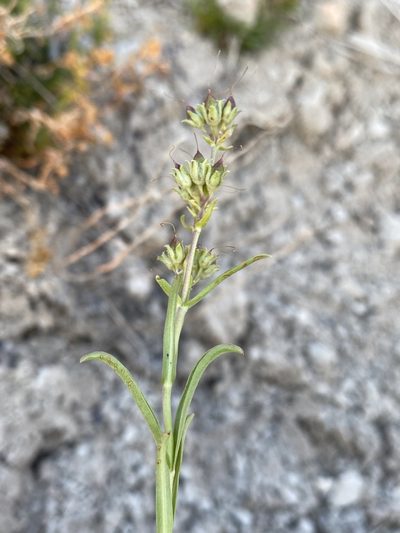 Penstemon aridus, photographed by Matt Berger