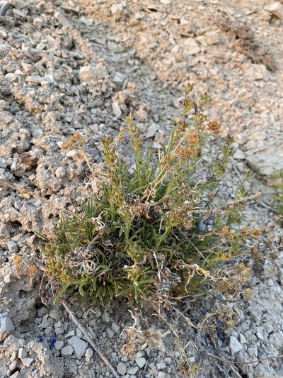Penstemon aridus, photographed by Matt Berger