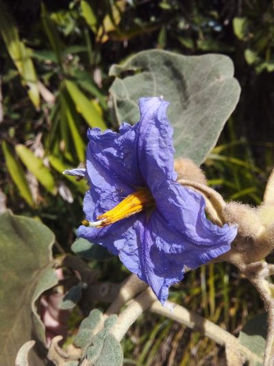 Solanum crinitum, photographed by Victor Farjalla Pontes