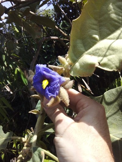 Solanum crinitum, photographed by Victor Farjalla Pontes