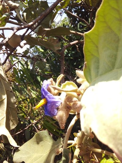 Solanum crinitum, photographed by Victor Farjalla Pontes