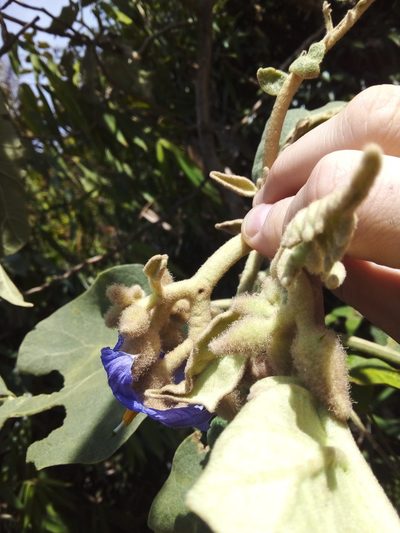 Solanum crinitum, photographed by Victor Farjalla Pontes