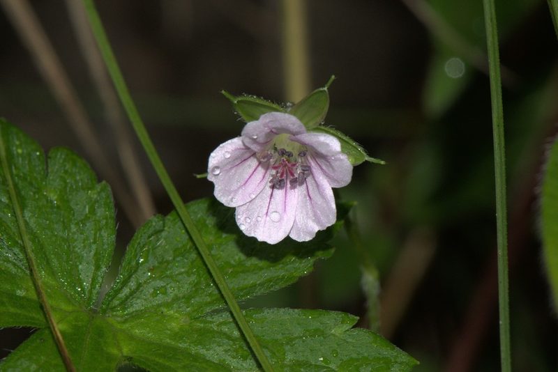 Geranium nepalense, photographed by Ramnarayan K