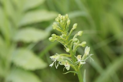 Platanthera lacera, photographed by Quinten Wiegersma