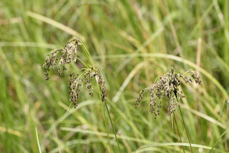 Scirpus atrocinctus, photographed by Quinten Wiegersma