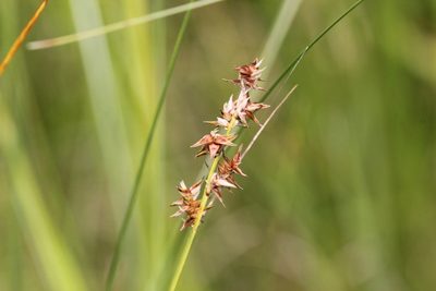 Carex echinata, photographed by Quinten Wiegersma