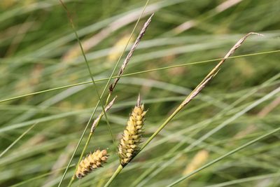Carex lasiocarpa, photographed by Quinten Wiegersma