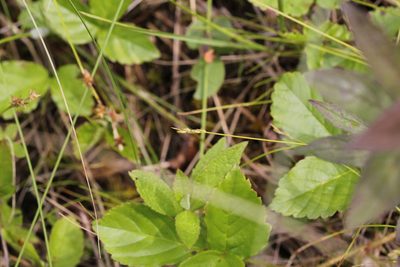Carex leptalea, photographed by Quinten Wiegersma
