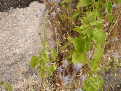 Coleus strobilifer, photographed by Dinesh Valke