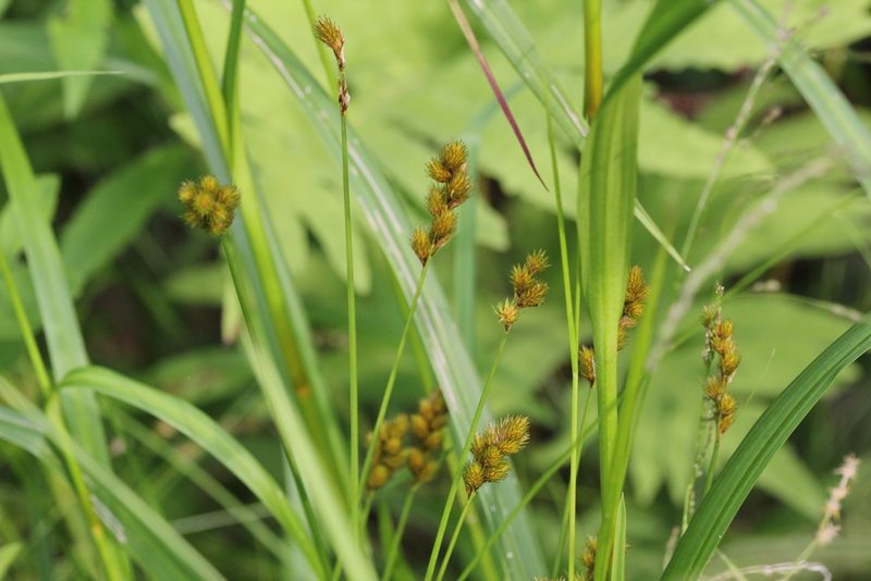 Carex bebbii, photographed by Quinten Wiegersma