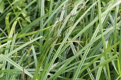Carex scabrata, photographed by Quinten Wiegersma