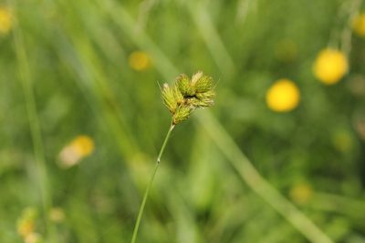 Carex scoparia, photographed by Quinten Wiegersma