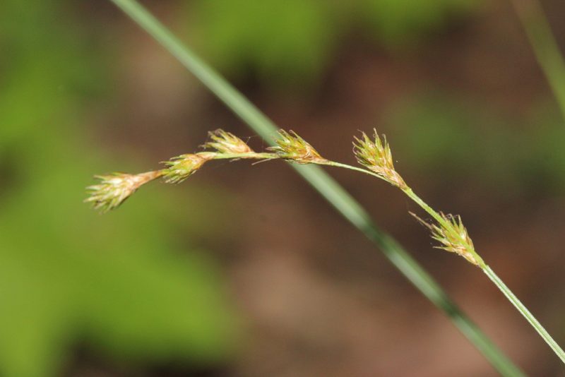 Carex projecta, photographed by Quinten Wiegersma