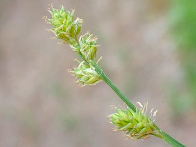 Carex brunnescens, photographed by Trevor Van Loon