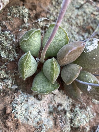 Adromischus cristatus, photographed by Dave U