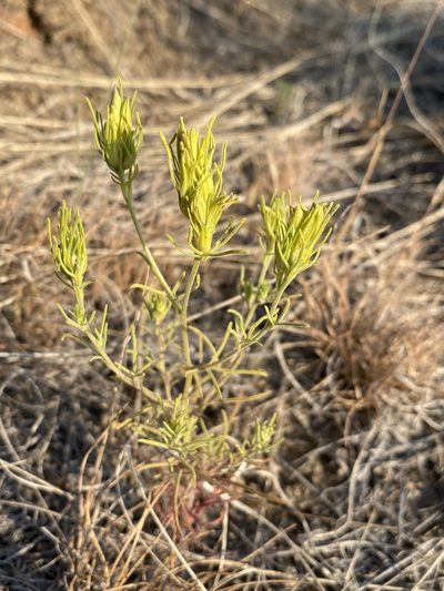 Cordylanthus ramosus, photographed by Matt Berger
