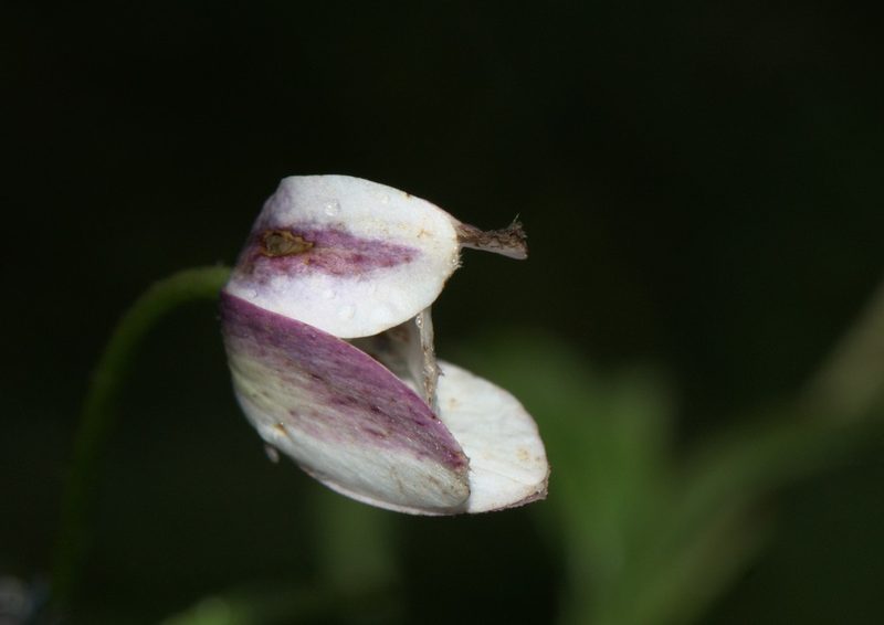 Eriocapitella rivularis, photographed by Ramnarayan K